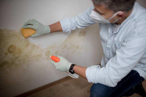 Best White Mold Remediation in Mentone, CA