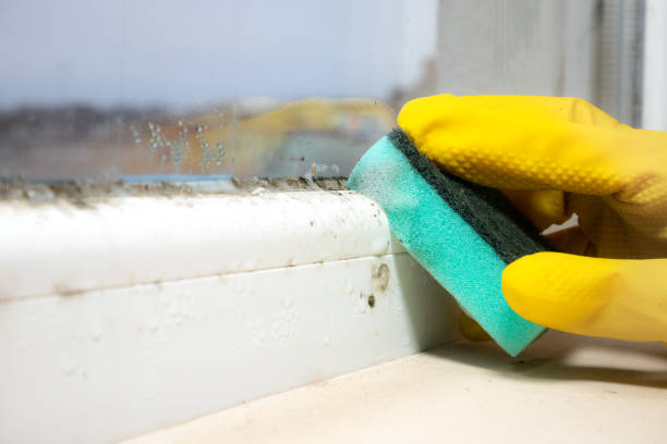 Best Industrial Mold Remediation in Mentone, CA