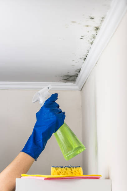 Best Basement Mold Remediation in Mentone, CA